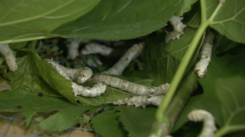 雅子さまは、30日、「ご給桑」を行われた