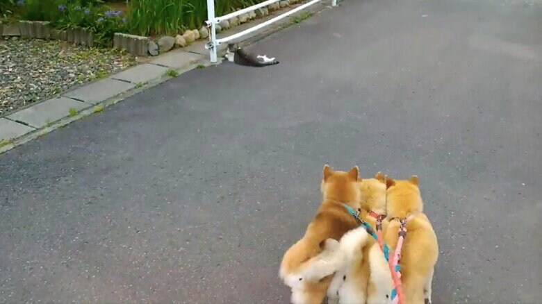 提供：マヨネさん