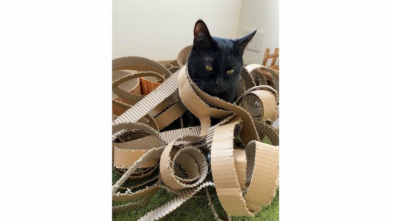 なぜか、やり遂げた感が満載