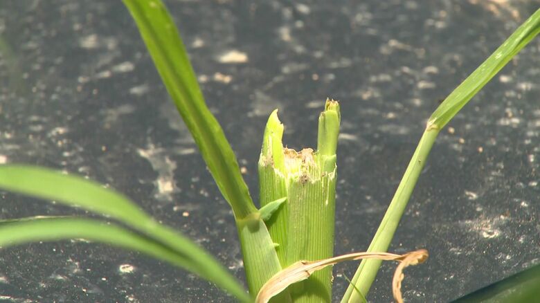 トウモロコシや肥料が食い荒らされた