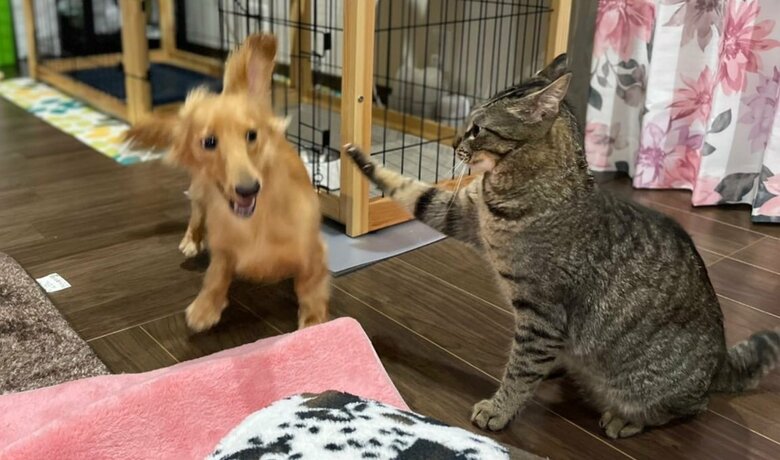 避けることもあるという