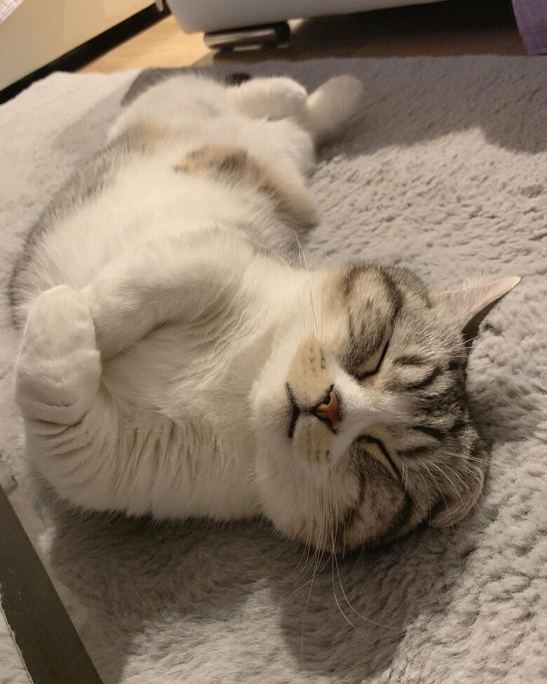 ヘソ天寝　幸せそうな表情