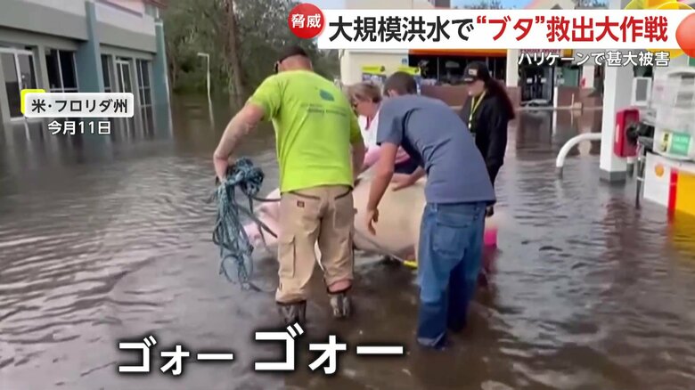 助けようとしているのに強烈な鳴き声で抵抗するブタ