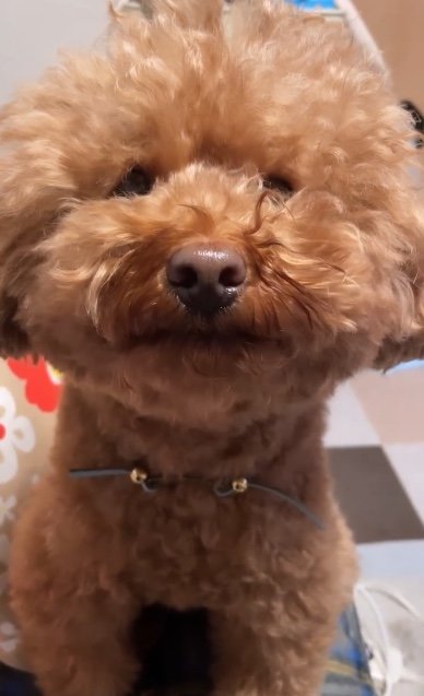 提供：Leo トイプードルさん