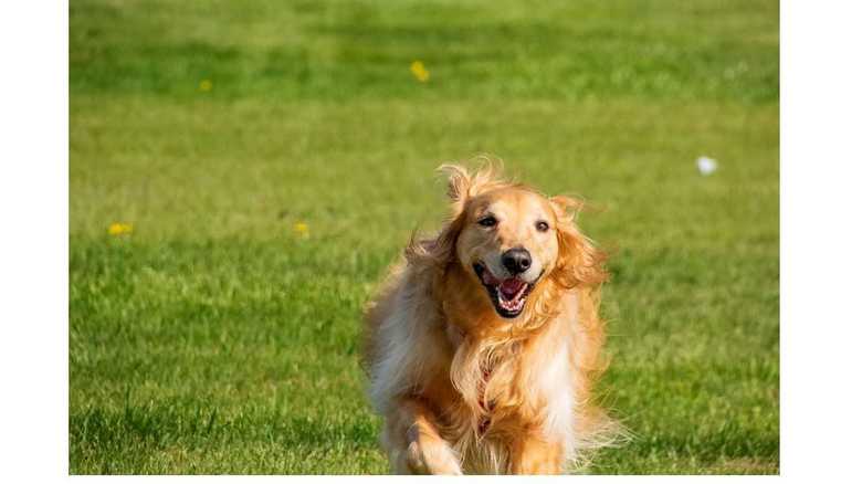 「犬に懐かれるのは孤独な人間」って本当!? 話題のツイートを専門家に聞いてみた