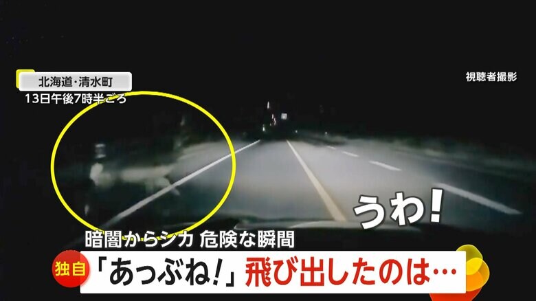 走行中の車の前にシカが突然飛び出す瞬間（13日午後7時半頃、北海道・清水町）③