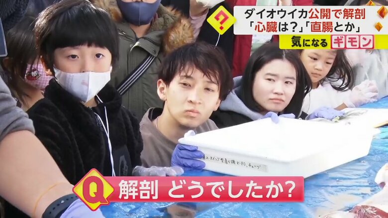 ダイオウイカの解剖を真剣に見つめる人たち