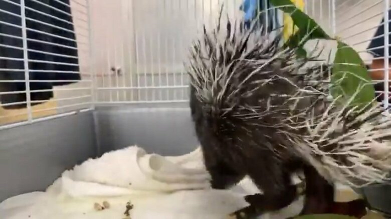 樫の枝を相手に針の攻撃の練習する赤ちゃん