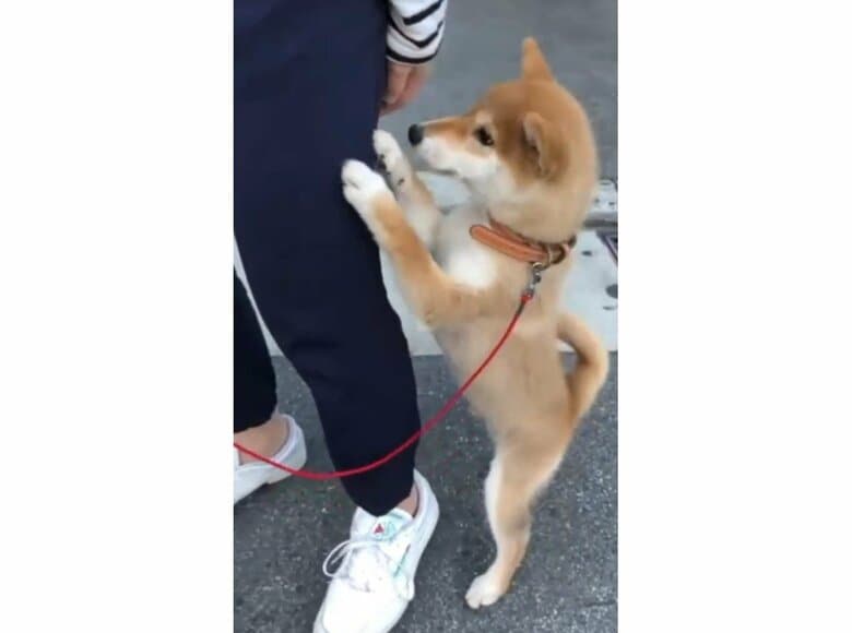 提供：torakichi602さん