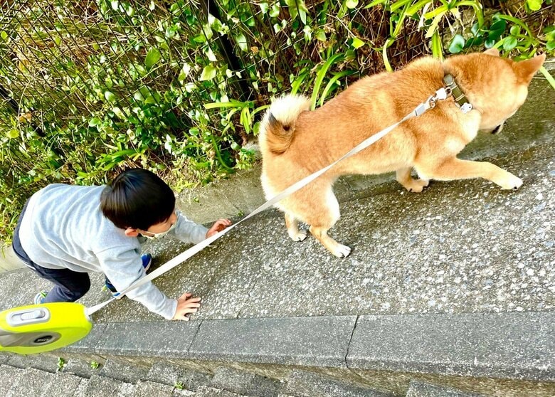 提供：柴犬勇者むぎさん