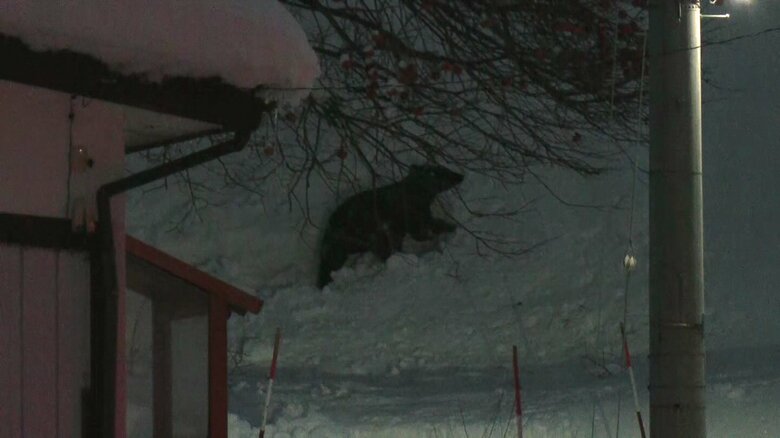 雪の中を歩き回るクマ（資料）