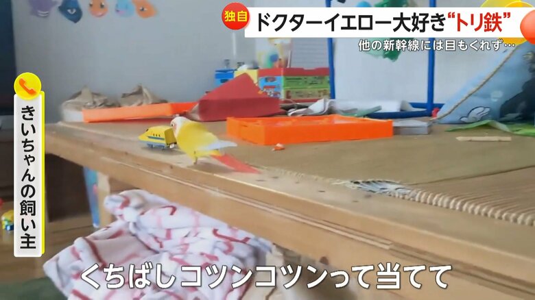 「求愛行動的なものなのかな」と話すきいちゃんの飼い主