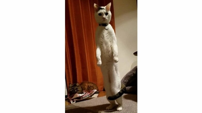 跳ばずに立ち上がって終わることもあるそう