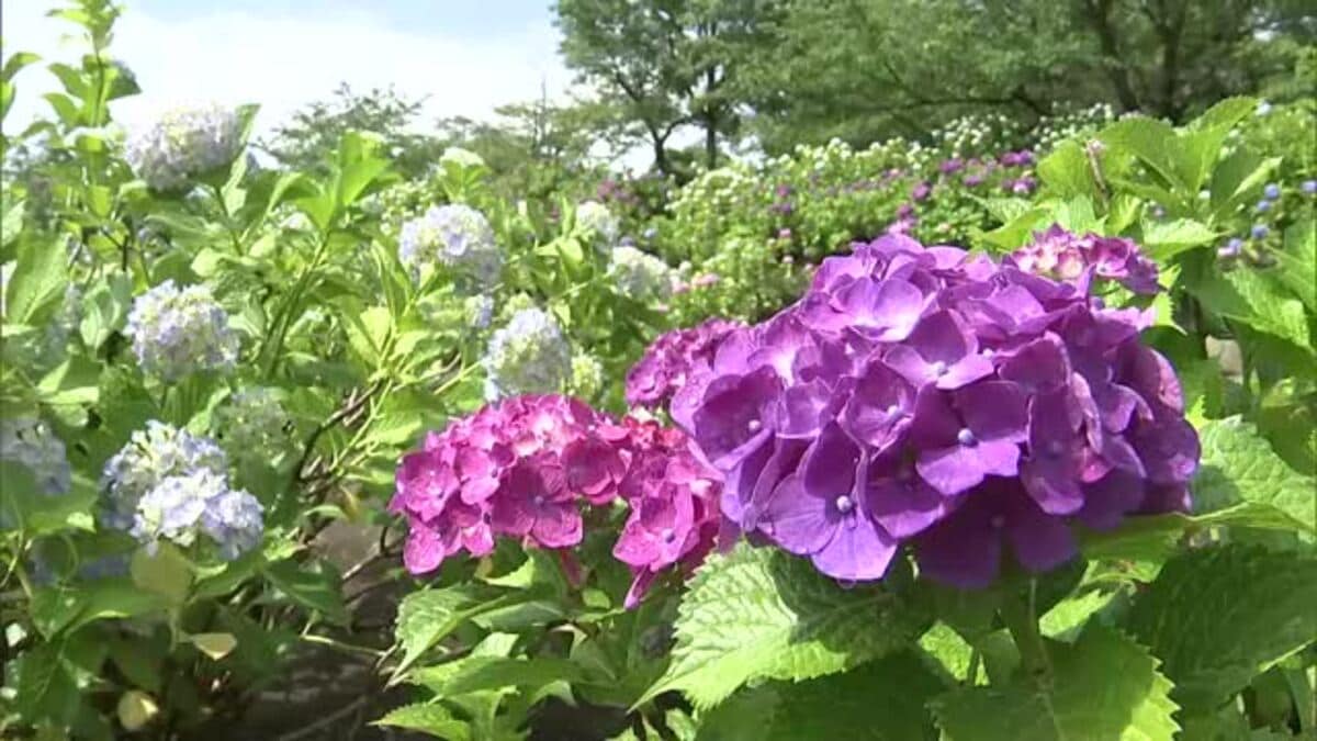東北・北陸はもうすぐ梅雨入りか…雨の日多い予想 西日本は暖気流入で