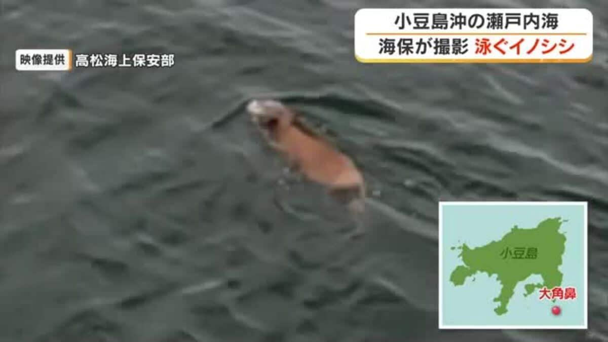 映像あり】香川・小豆島沖の瀬戸内海を泳ぐ1頭のイノシシ 高松海上