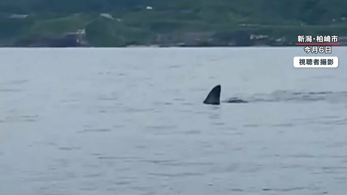 こわ でけえよ 海面に背びれ カヤック横にメジロザメ 新潟県で撮影者語るジョーズ遭遇の瞬間 Fnnプライムオンライン