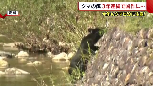 今年も出没注意 クマの餌 ３年連続で凶作に 昨年度の人身被害は過去最多 新潟