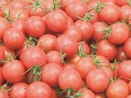 甘みと酸味のバランス良く…ミニトマト『ハニーレット』の収穫作業が最盛期 愛知県内有数の産地・豊川市