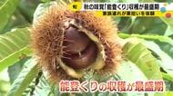 「見つけたらすごくでかくて嬉しかった」能登の秋の味覚・栗拾いが穴水町で最盛期