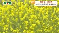 花言葉は「小さな幸せ」菜の花が見頃　鮮やかな黄色い花が気持ちを明るく　国道の川沿いに50ｍほどにわたり咲く