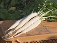 全国シェア約9割…縁起物『祝だいこん』の収穫始まる 丸い切り口で“角が立たない”と関西では正月の雑煮に