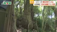  原爆の被害を伝える　長崎・山王神社　19本のクスノキ群　投下後の写真に“影”が