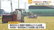 16年連続”特A”獲得の「さがびより」収穫始まる 今年も良質な出来【佐賀県】