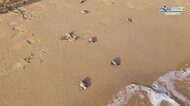 アカウミガメの赤ちゃん 大海原へ旅立ち イタリア