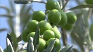 “国産オリーブ発祥の地”で収穫作業が始まる 果実自体のうま味が味わえる新漬けに【香川・小豆島町】