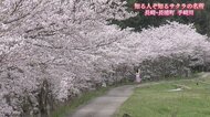 集落を彩る350本の桜…蘇った弓道場の桜 人の手が守り続けた“小さな桜物語”【長崎発】