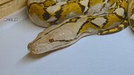 “逃走”8日目 ニシキヘビはどこに? 最終手段の新作戦…好物のネズミを入れたカゴで捕獲へ