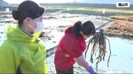 JAL客室乗務員がクワイの収穫体験 福山市の特産品を応援