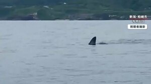 「こわ!でけえよ」海面に背びれ…カヤック横にメジロザメ? 新潟県で撮影者語るジョーズ遭遇の瞬間