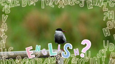 【コレ英語で言えますか?】「個体」の生き物