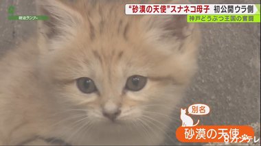 『砂漠の天使』スナネコの親子を“自然”の姿で… 初公開のウラ側