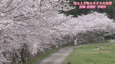 集落を彩る350本の桜…蘇った弓道場の桜 人の手が守り続けた“小さな桜物語”【長崎発】