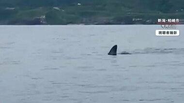 「こわ!でけえよ」海面に背びれ…カヤック横にメジロザメ? 新潟県で撮影者語るジョーズ遭遇の瞬間