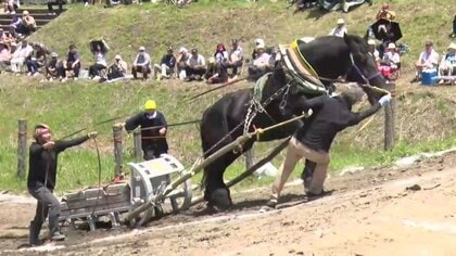 遠野市で2年ぶりに東北馬力大会　“人馬一体”　観客を魅了　岩手県