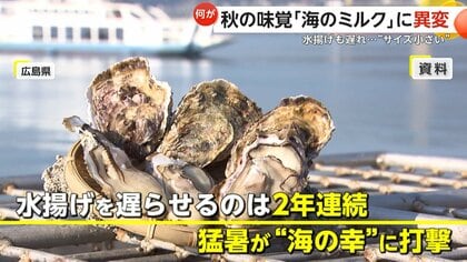 秋の味覚“海のミルク”牡蠣に異変…猛暑の影響で生育・水揚げ遅れの異常事態で“サイズ小さい”　福岡・糸島市では“朗報”も