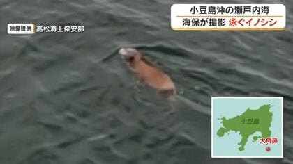 【映像あり】香川・小豆島沖の瀬戸内海を泳ぐ１頭のイノシシ　高松海上保安部の巡視船が発見【香川】