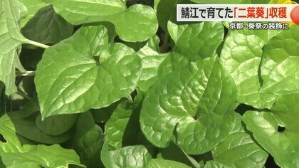 京都三大祭の一つ「葵祭」に“鯖江の二葉葵”を　立待小学校の児童が収穫　4000本を上賀茂神社に奉納【福井】