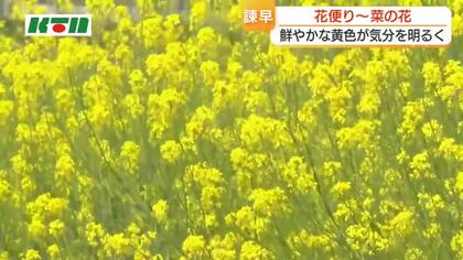 花言葉は「小さな幸せ」菜の花が見頃　鮮やかな黄色い花が気持ちを明るく　国道の川沿いに50ｍほどにわたり咲く