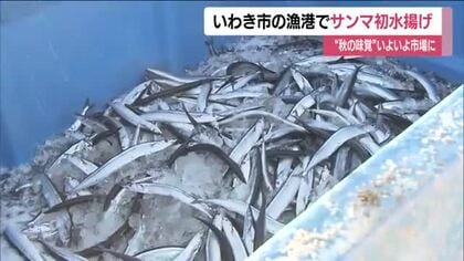 秋の味覚・サンマが小名浜港に初水揚げ　三陸沖で獲れた約11トン　高値で取り引き　福島・いわき市