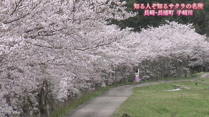 集落を彩る350本の桜…蘇った弓道場の桜　人の手が守り続けた“小さな桜物語”【長崎発】