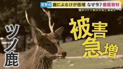 鹿」の事故急増 ツノで刺された可能性ある死亡事故発生 “映え”狙い