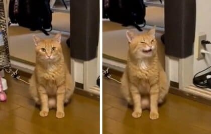 ママにはお返事、パパは無視!? 家族でも反応が違う猫がかわいい…なぜパパにだけ“塩対応”なのか聞いてみた