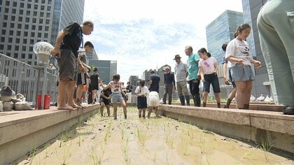 “田んぼ見るの初めて”　都会ど真ん中の小学校で田植え体験　オタマジャクシに目をキラキラ