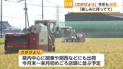 16年連続”特A”獲得の「さがびより」収穫始まる 今年も良質な出来【佐賀県】