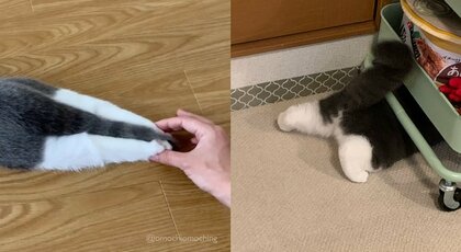 「全部同じ脚なんだぜ…」ピーンと伸びたり短くなる愛猫の脚がたまらニャい！飼い主に魅力を聞いた