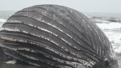 海岸に「得体の知れない漂流物がある」と通報＿体長10メートルの『クジラ』の死骸が漂着「ザトウクジラ」の子どもか＿腹部膨らみ腐敗進んだ状態…埋設処理へ〈北海道様似町〉